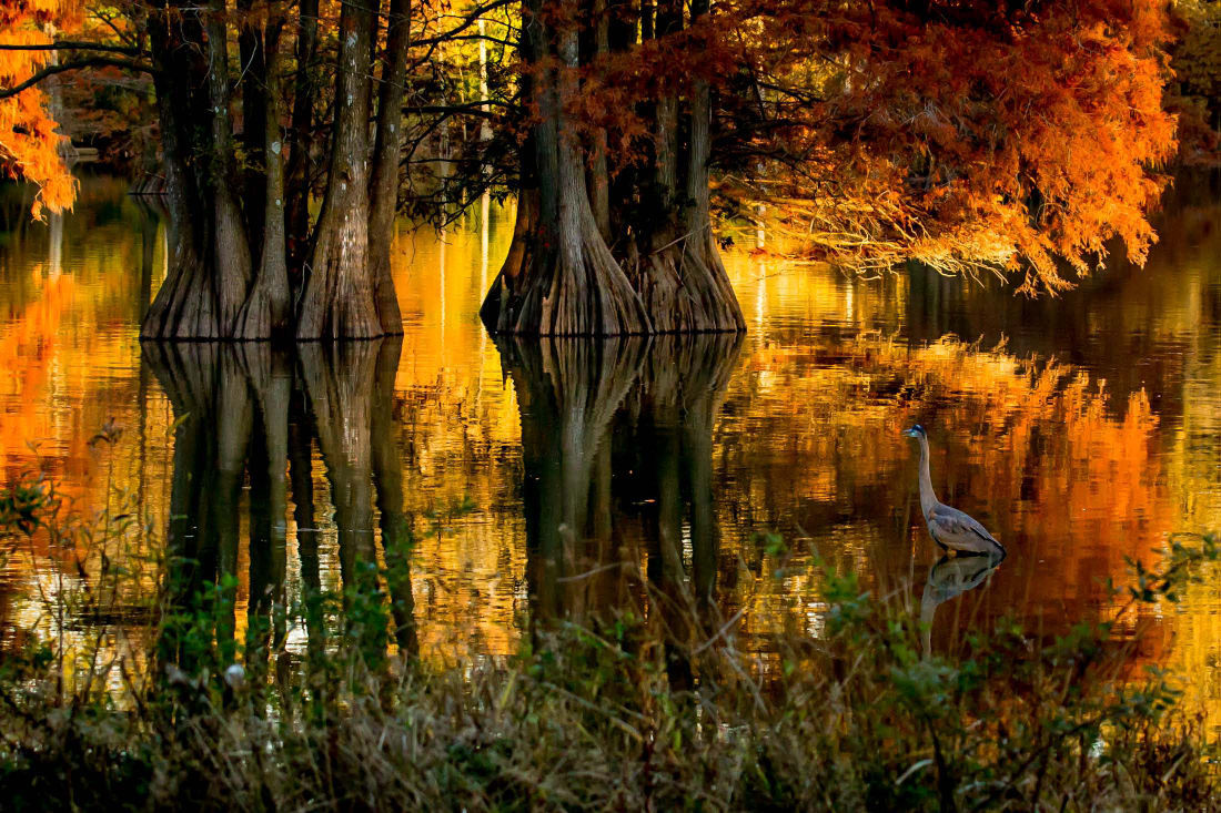 2015 Virginia Vistas: "Autumn at Stumpy Lake"